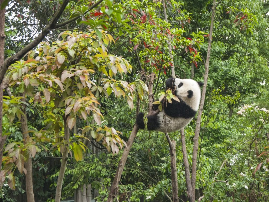 Panda gigante entre bambú