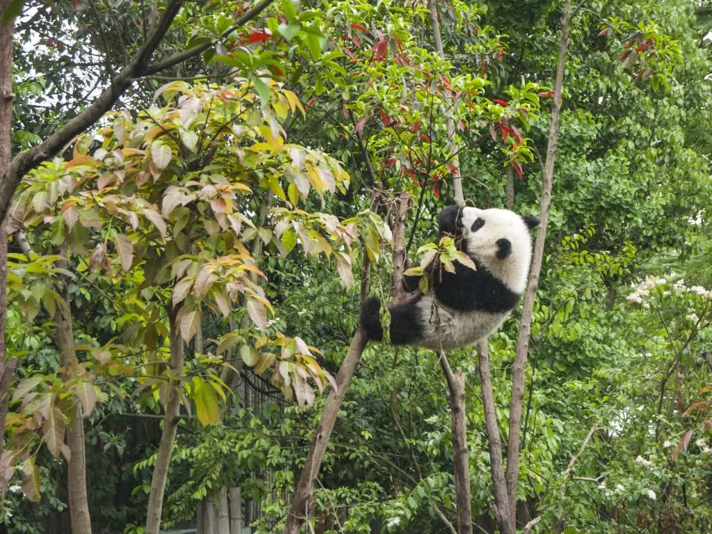 Panda gigante entre bambú