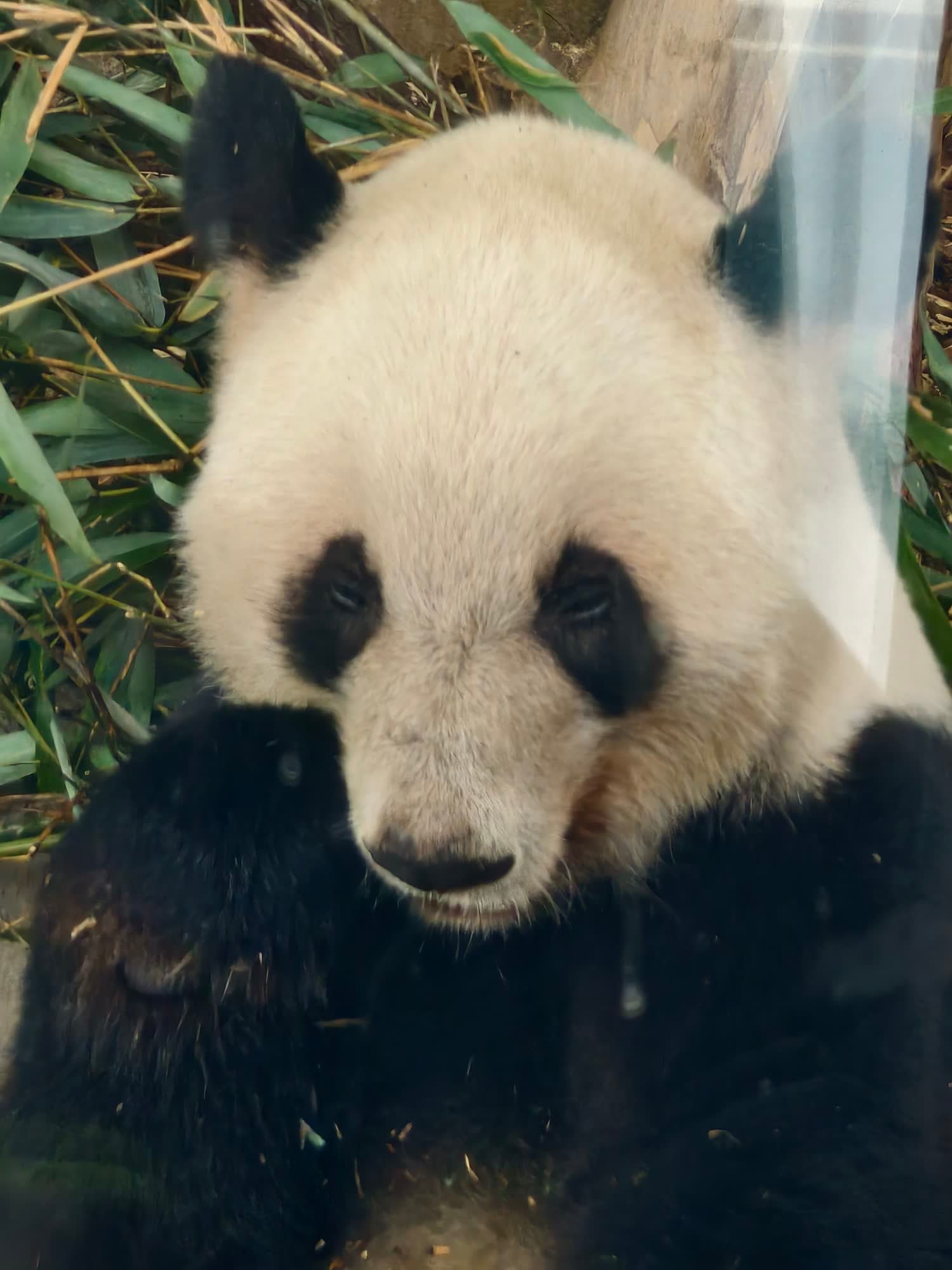 Cada panda va a lo suyo